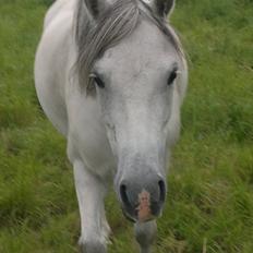 Welsh Pony (sec B) Korreborgs Rollo * SOLGT*