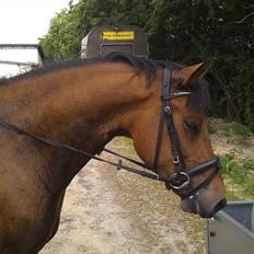 Anden særlig race Brutus