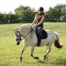 Fjordhest Aija Romeo