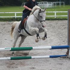 Anden særlig race JUNIQUE