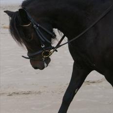 Dartmoor Celeste Frydenlund - solgt