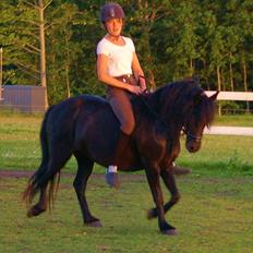 Dartmoor Celeste Frydenlund - solgt