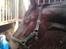 Trakehner Malaysia