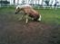Haflinger Dexter - 22 juli 2011