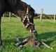 Welsh Mountain (sec A) Kuli's Survivor (R.I.P)
