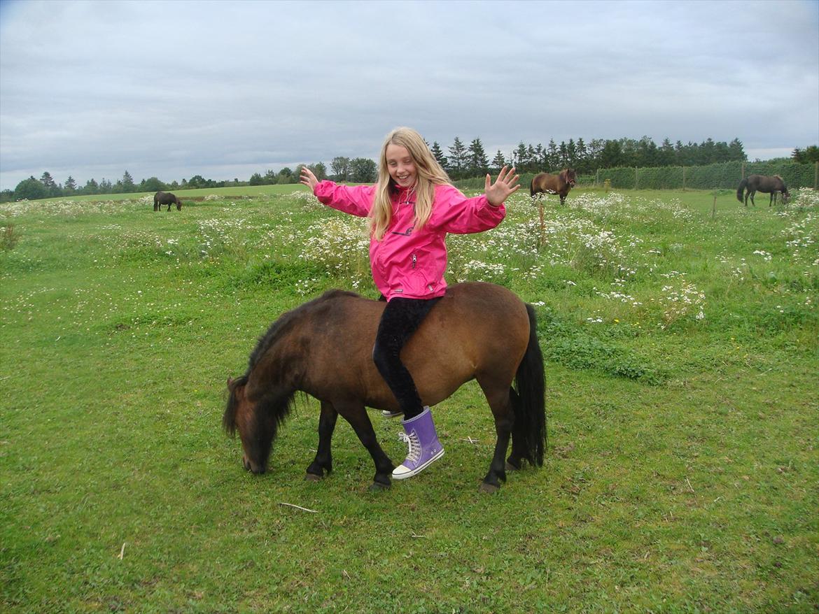 Shetlænder Andrea   - igen :) nyt billede 17