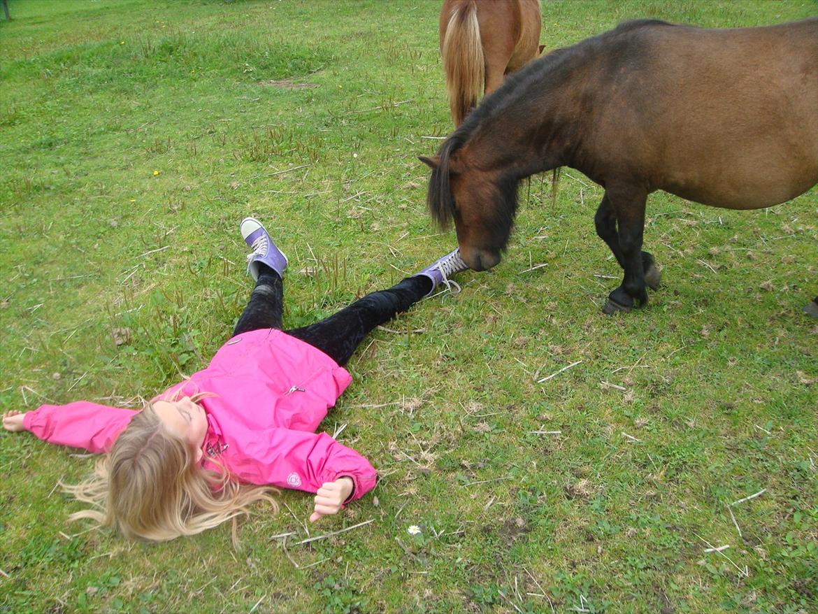 Shetlænder Andrea   - nårhh :) nyt billede 18