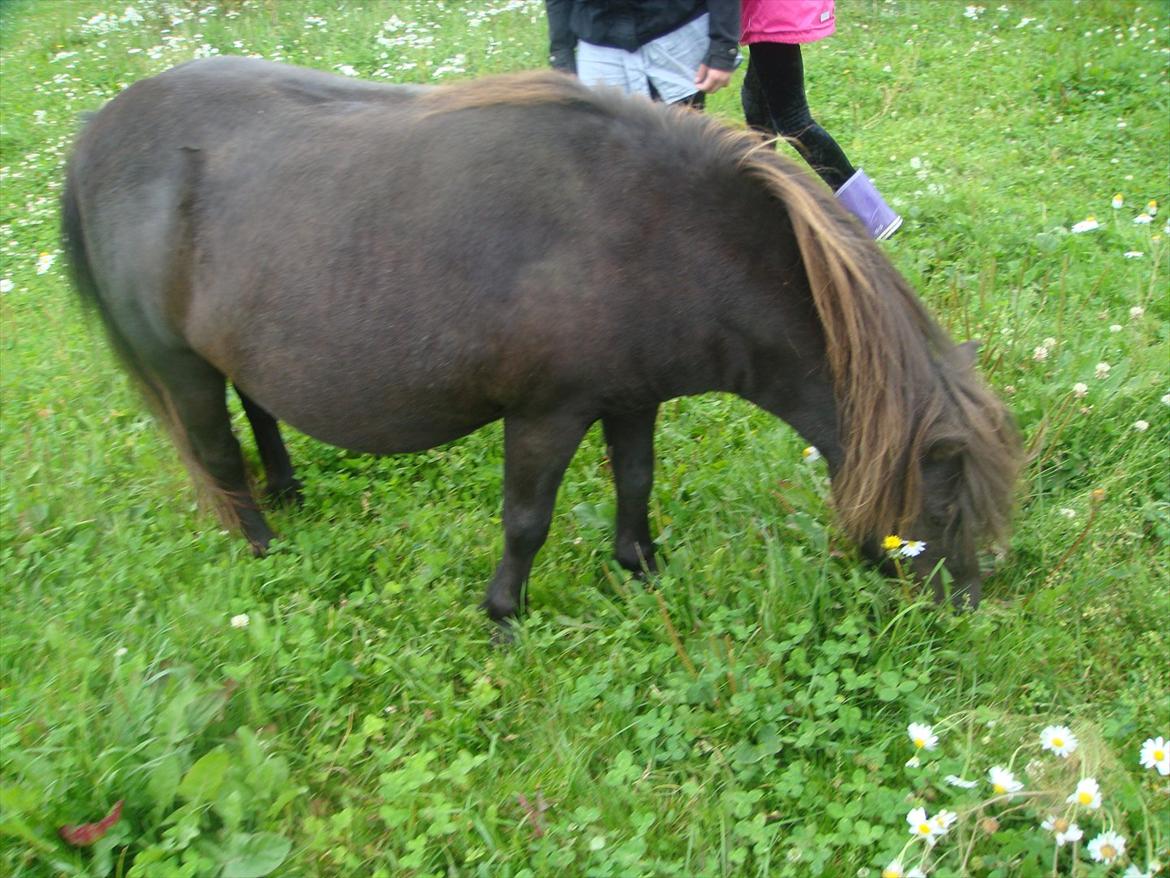 Shetlænder Savanna   - man kan godt se hun er ifol ik ? :) nyt billede 11