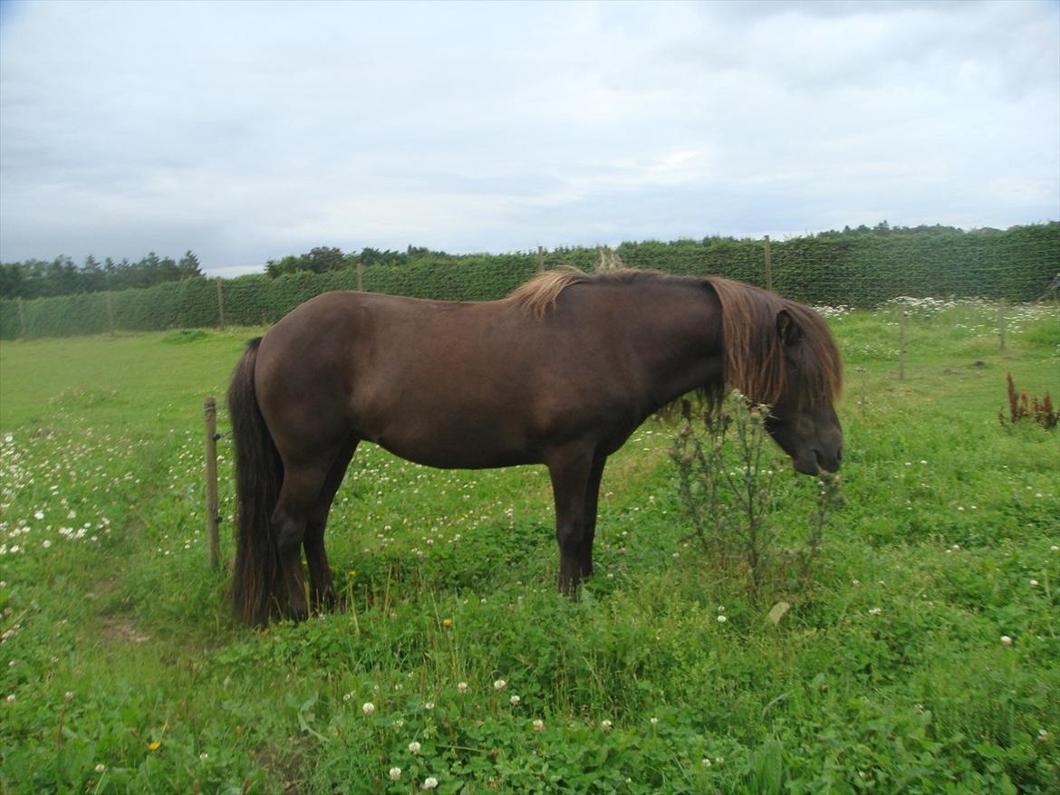 Islænder Hrafnhildur fra Ellundgård - ved ikke hvad der sker for min heste men hun spiser noget der stikker avav :( men hun syntes ik det gør ond skøre hest :) nyt billede 16