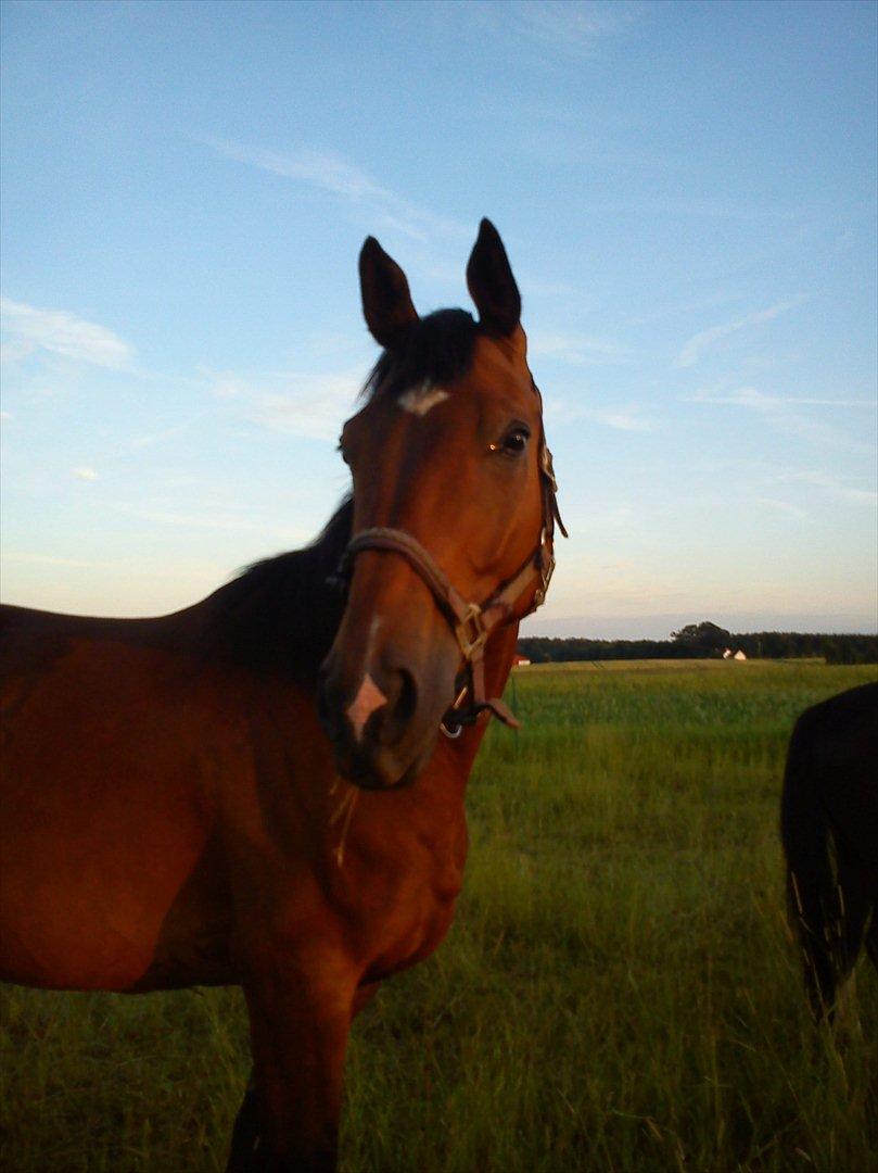 Dansk Varmblod Lucky Romace Engel - Drengen :) billede 1