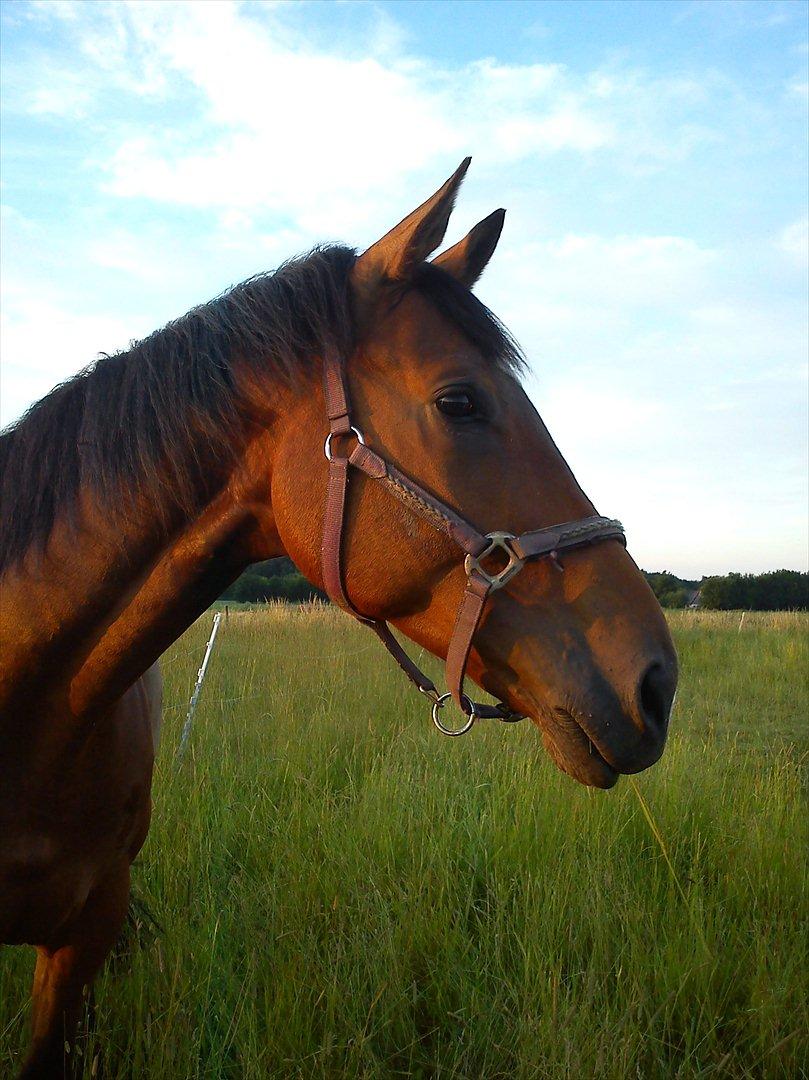 Dansk Varmblod Lucky Romace Engel - Lucky på sommer folden billede 2