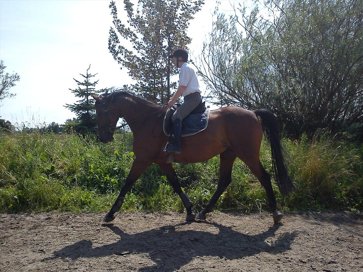 Dansk Varmblod Lucky Romace Engel - På ridebanen billede 3