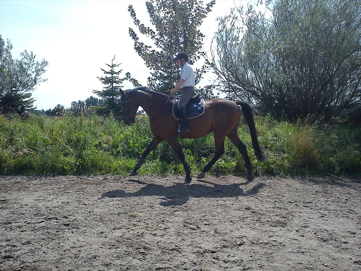 Dansk Varmblod Lucky Romace Engel - Drengen på ridebanen igen  billede 4
