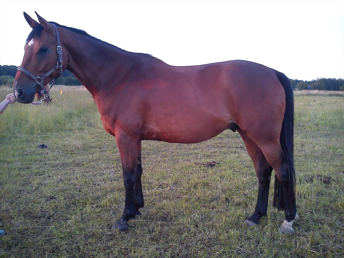 Dansk Varmblod Lucky Romace Engel - lucky :) han ser lidt kraftig ud på det her billede  billede 5