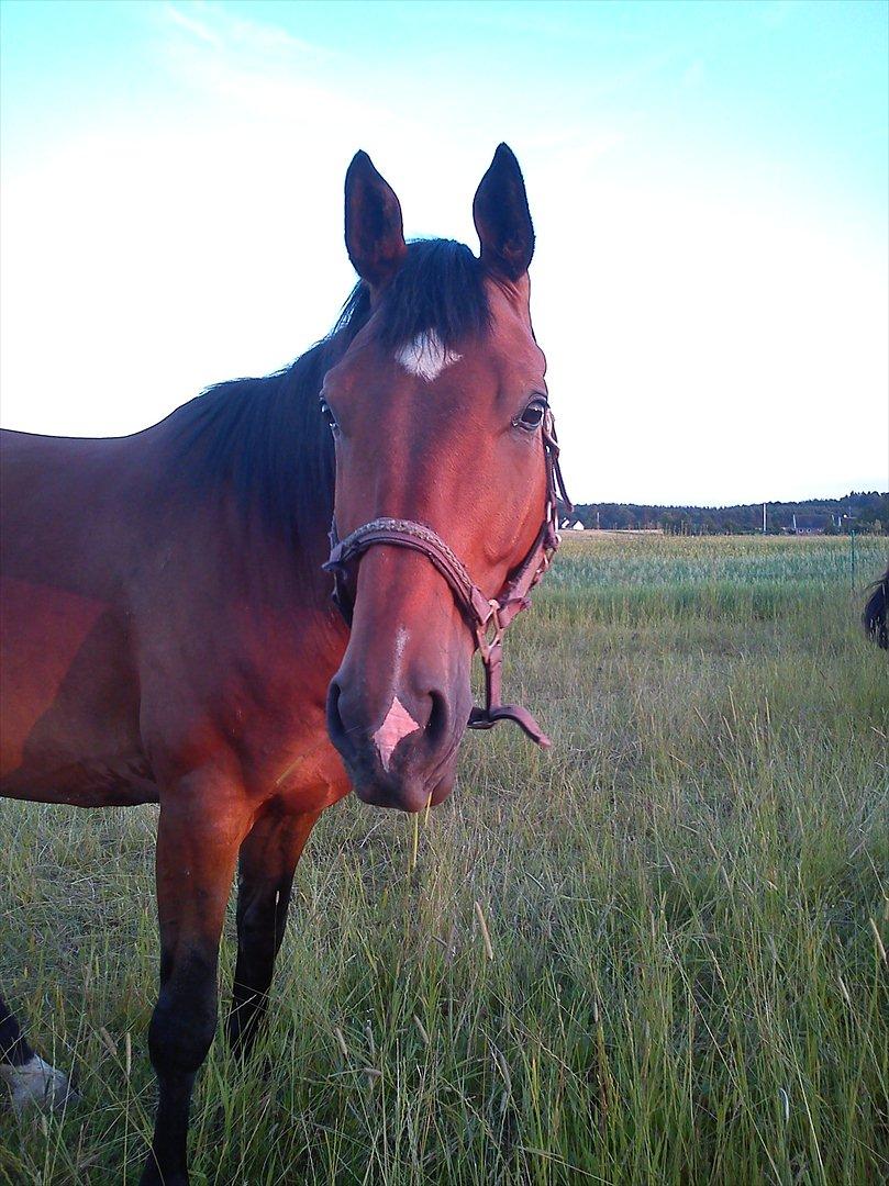 Dansk Varmblod Lucky Romace Engel - Hygge frans :D billede 6