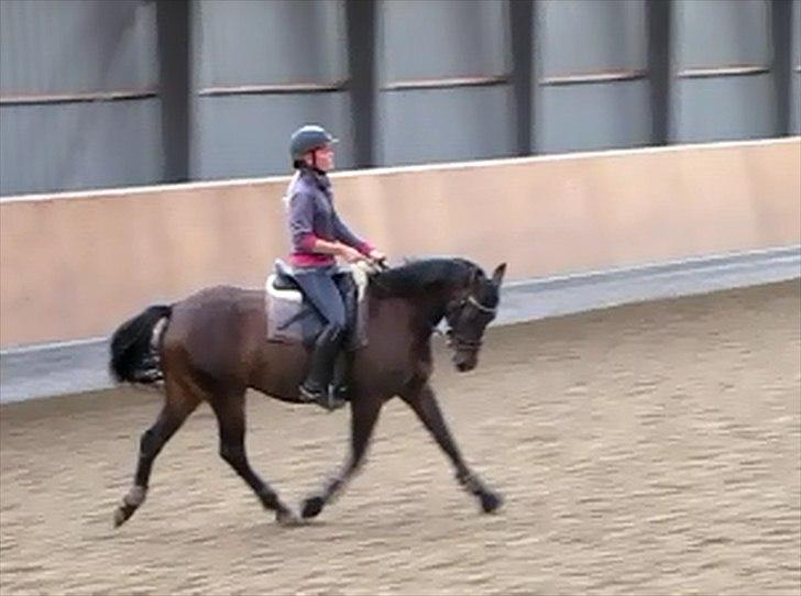 DSP Røgilds Dominique - Dressur undervisning ved Jesper Rolver! :) Fine pony! billede 3