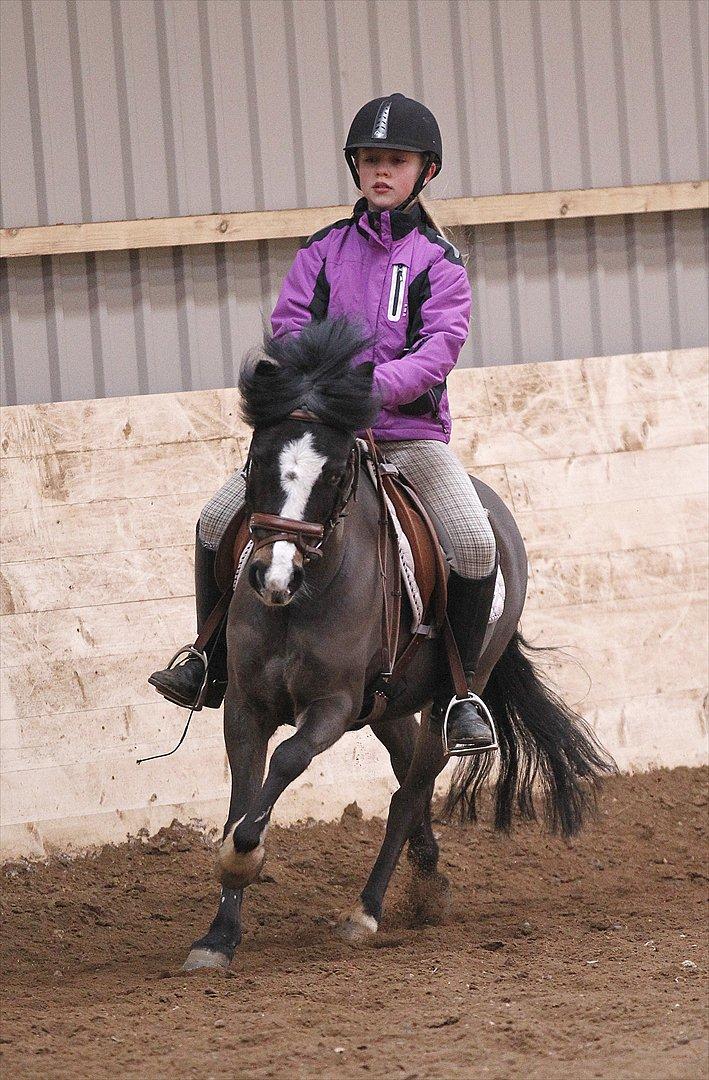 Welsh Mountain (sec A) Kobbersmedens Olivia (Solgt) - galop på dejlige ponze <3 billede 7