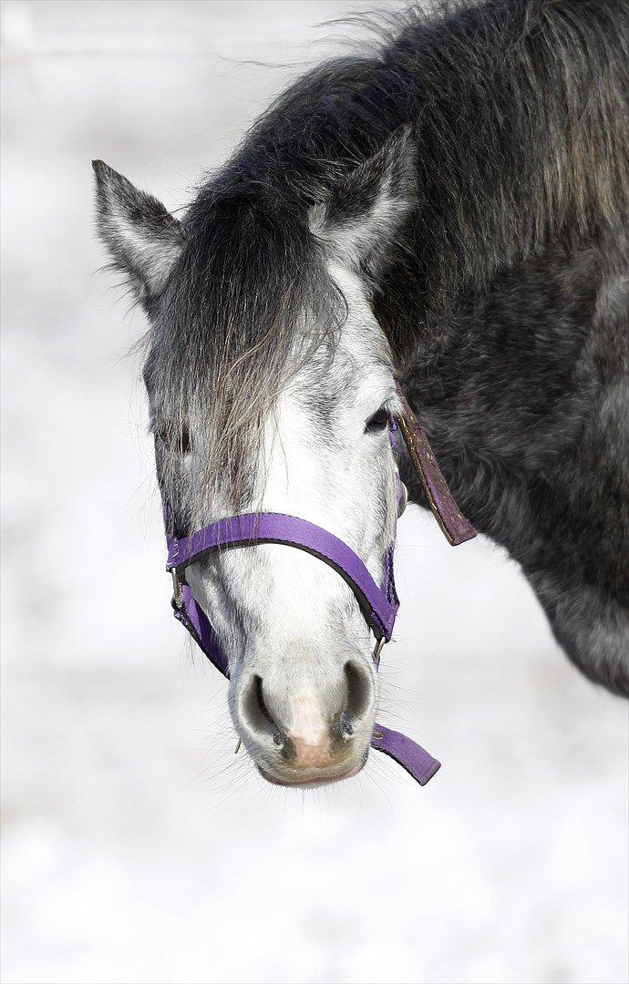 Welsh Pony (sec B) Spinelly (Solgt) - hej med dig og velkommen til min profil :D billede 3