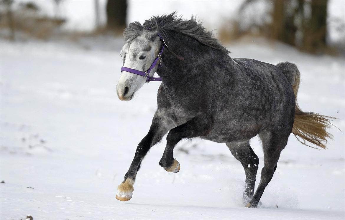 Welsh Pony (sec B) Spinelly (Solgt) - så skal der bare jordes !!!!!!!!! billede 12