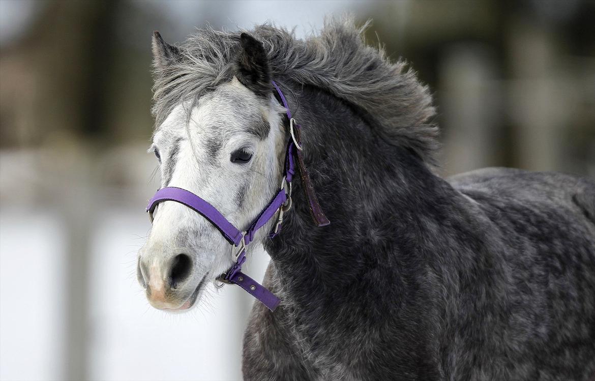 Welsh Pony (sec B) Spinelly (Solgt) - jaa løber i sneen og er sååå GLAD !!! billede 10