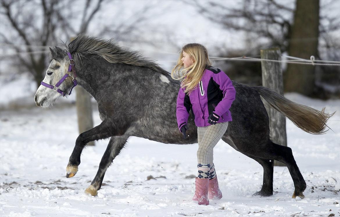 Welsh Pony (sec B) Spinelly (Solgt) - kom så Helena løb med !!! haha billede 14