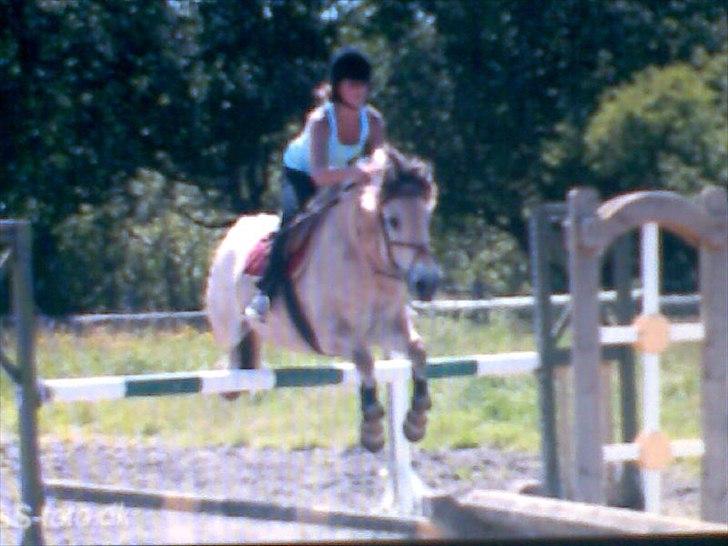 Anden særlig race Mister Hidalgo - R.i.P - Mister og Sanne.. 
sommeren 2007 - tror jeg nok :)
de kom helt op på 130 eller 135 cm.. 
Det var en uforglemmelig dag - ligesom alle de andre ...  billede 11