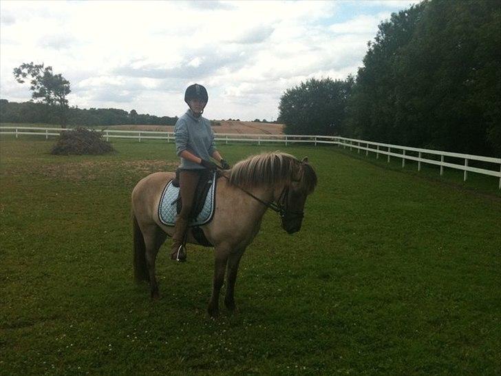 Islænder Gladur fra Gultentorp billede 2