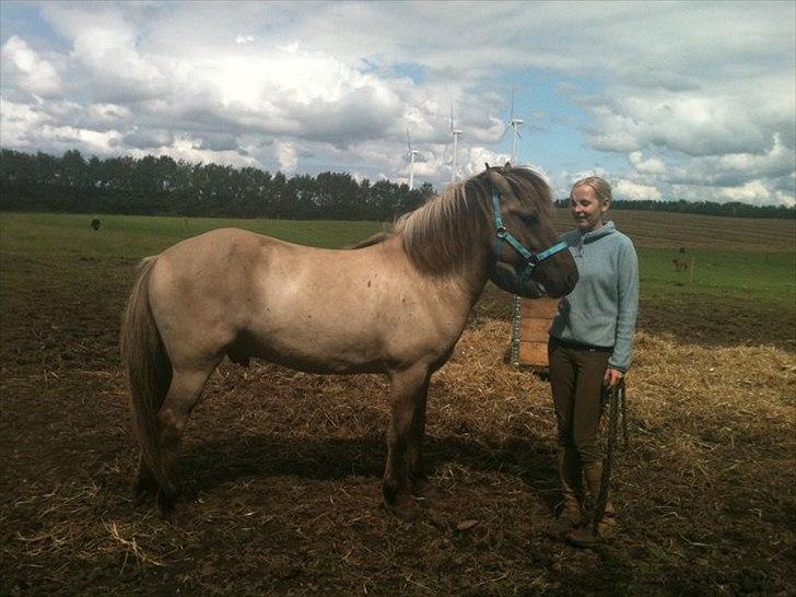 Islænder Gladur fra Gultentorp billede 13