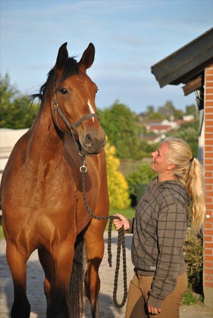 Dansk Varmblod Boliva billede 9