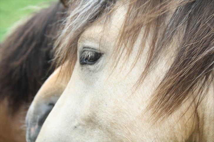 Islænder Asni fra Tiset - Juli 2011 billede 18