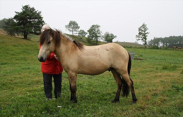 Islænder Asni fra Tiset - Juli 2011 - han begynder at ligne en hest ;-) Han har nu boet i Mols Bjerge i lidt over 1 år.. billede 19
