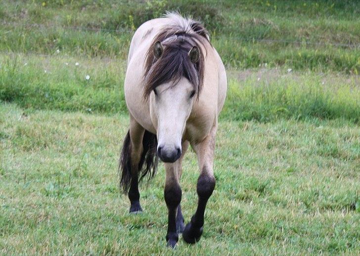 Islænder Asni fra Tiset - Juli 2011 - 3 mdr. siden sidste besøg, men vi bliver hurtigt tjekket og godkendt. billede 20