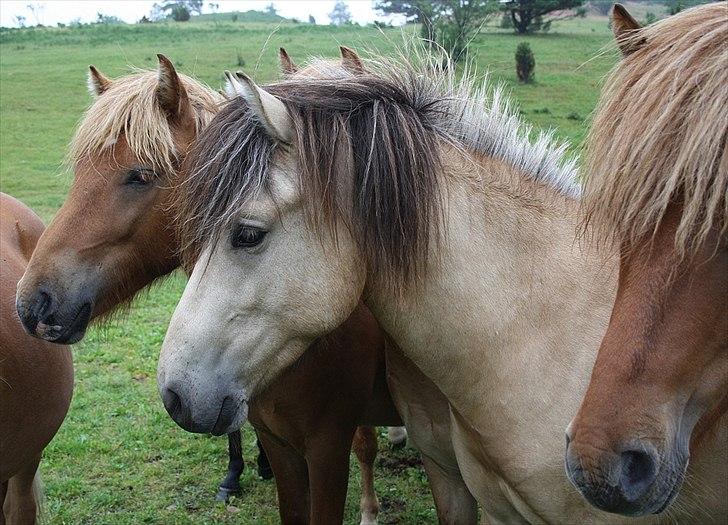 Islænder Asni fra Tiset - Juli 2011 - Asnis smukke hoved, omgivet af nogle af vennerne fra bjergene.. billede 2