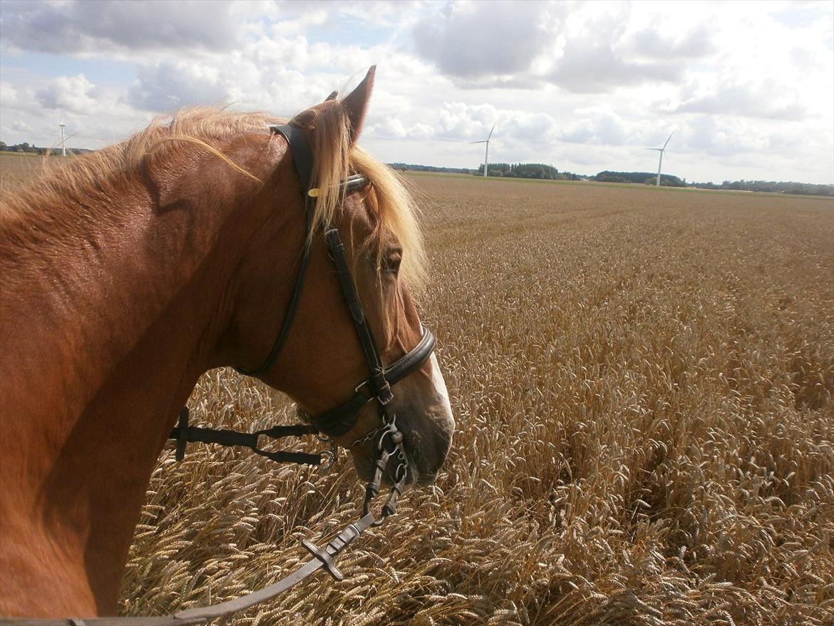 Frederiksborg Niki billede 19