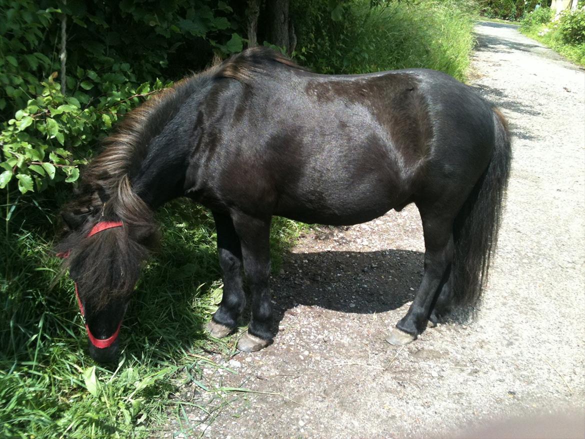 Shetlænder Thomsen billede 7