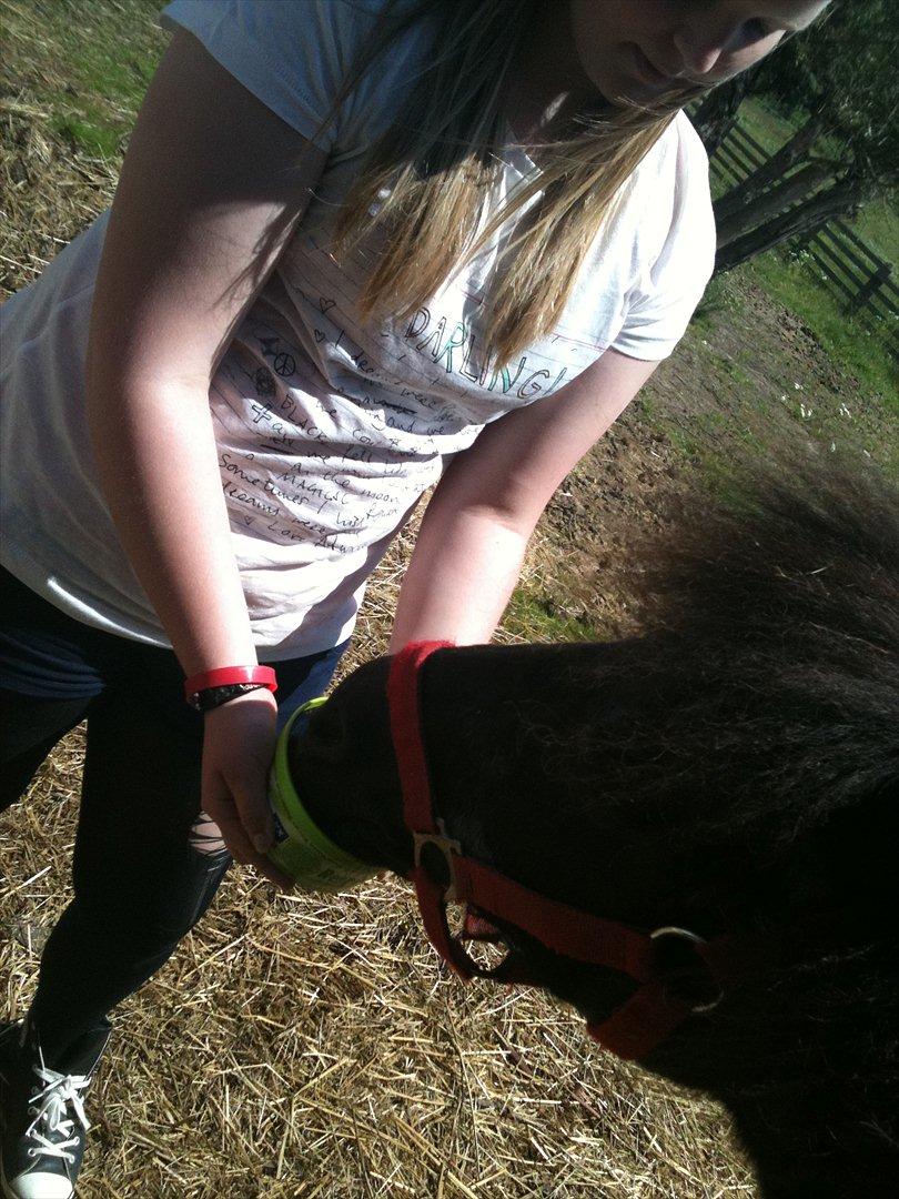 Shetlænder Thomsen billede 8