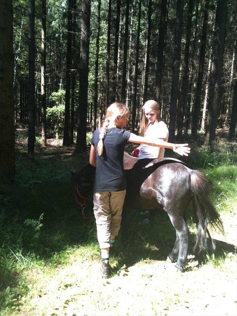 Shetlænder Thomsen - Mig og min veninnde i skoven med Thomsen<3 billede 9