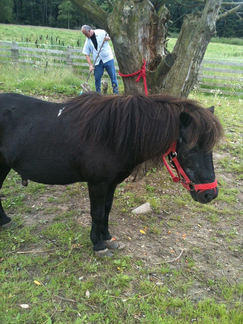 Shetlænder Thomsen - >Min far i bagrunen< billede 11
