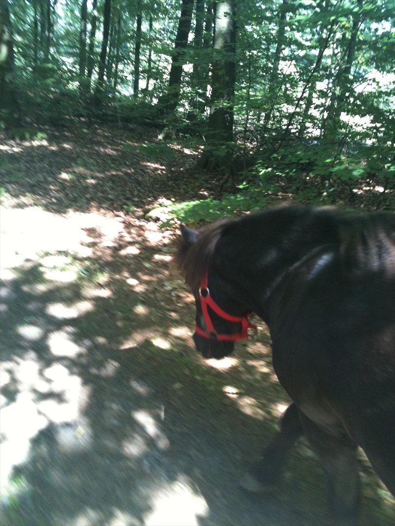 Shetlænder Thomsen - Løbe-tur ;) billede 10