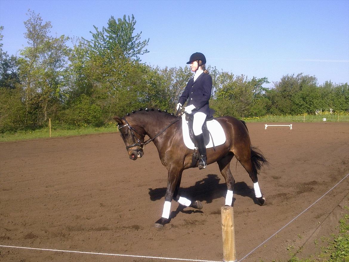 New Forest Holmens Kazai - Solgt - Kazai og Maria Dyrmose til stævne. billede 3