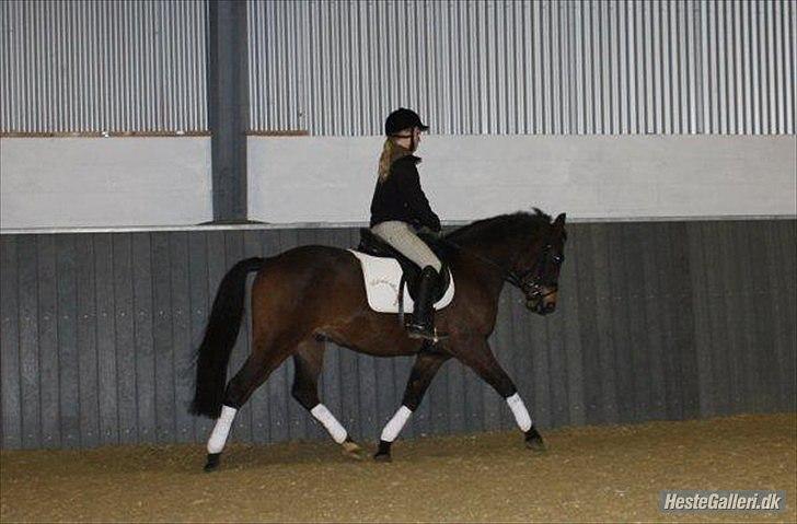 New Forest Holmens Kazai - Solgt - Kazai og Maria Rosenbak. billede 5