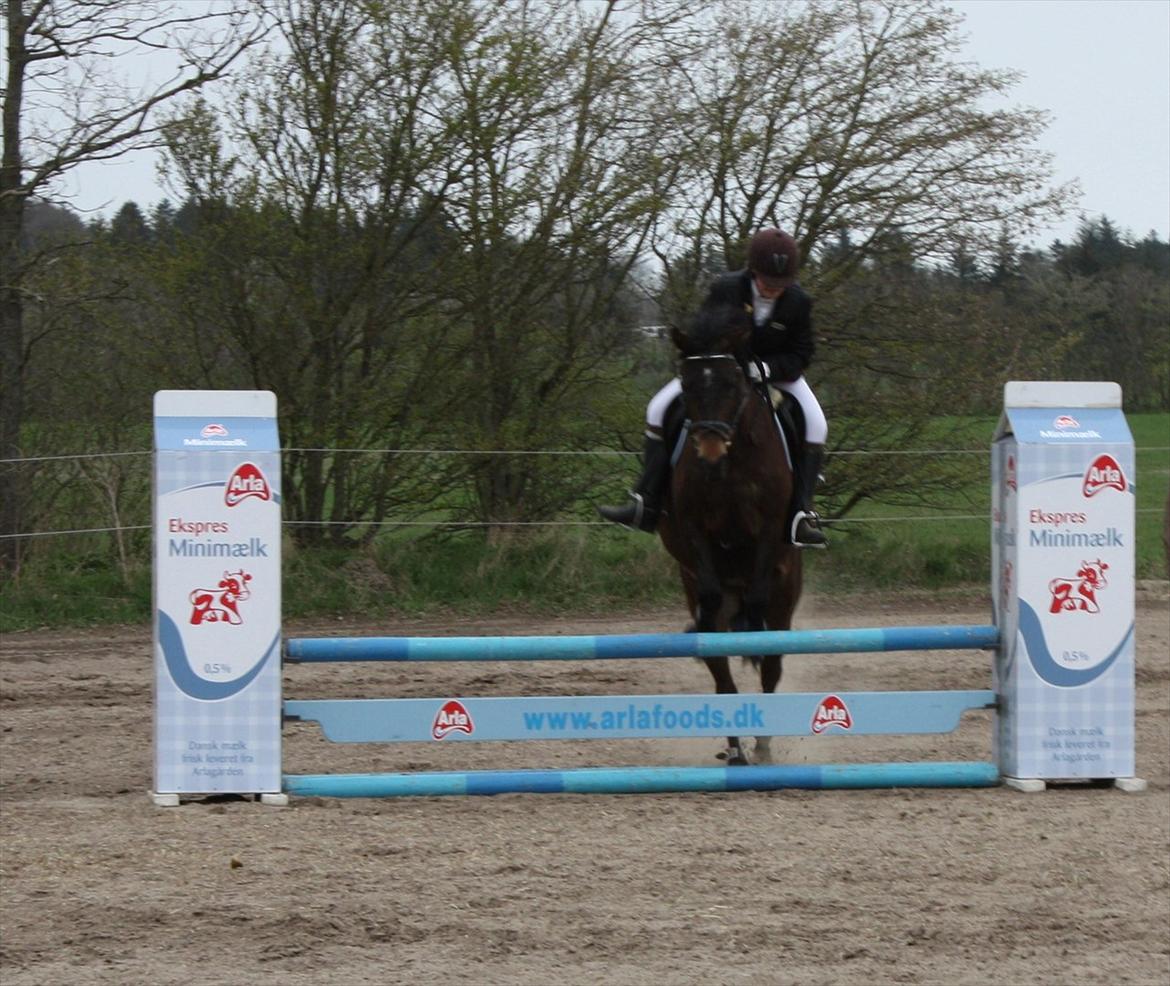 New Forest Holmens Kazai - Solgt - Charlotte Frandsen til stævne i Bjergby billede 7