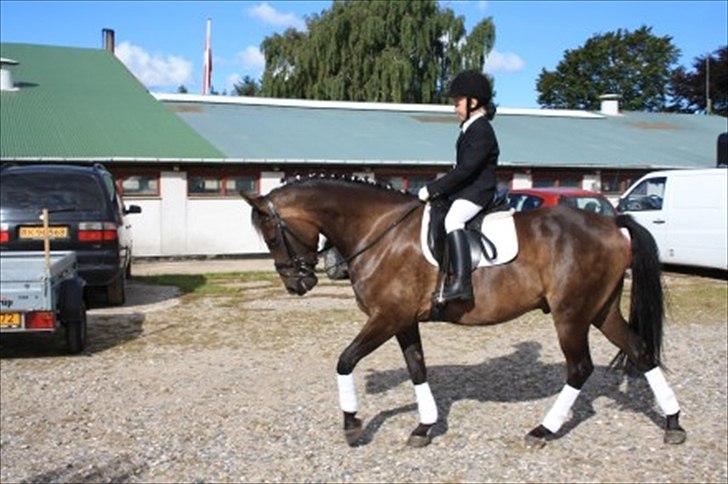 New Forest Holmens Kazai - Solgt - Kazai til stævne med en 8-årig rytter :) billede 8