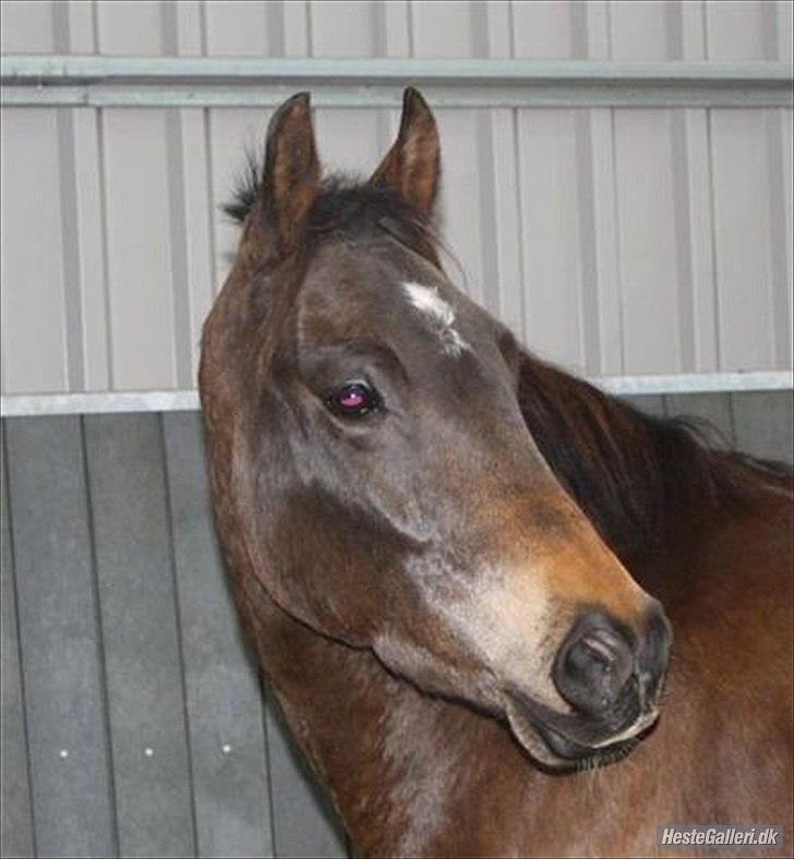 New Forest Holmens Kazai - Solgt billede 9