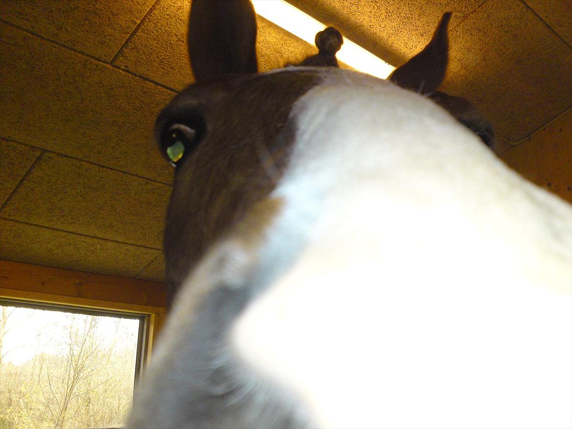 Hollandsk Sportspony | Remy - Til landsstævne på Ågerupgaard 2010, med stilcup - lige et billed af den dejlige fra stalden han stod i :-)  billede 9