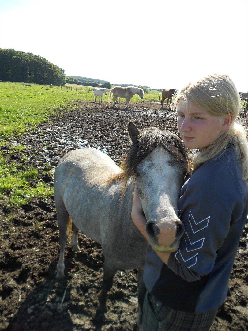 Welsh Mountain (sec A) Gribsvads Nicole [Tidl. Passer] - For nogle uger siden kunne man ikke komme i nærheden af dig, du var nærmest farlig! Og se dig så nu! :* billede 10