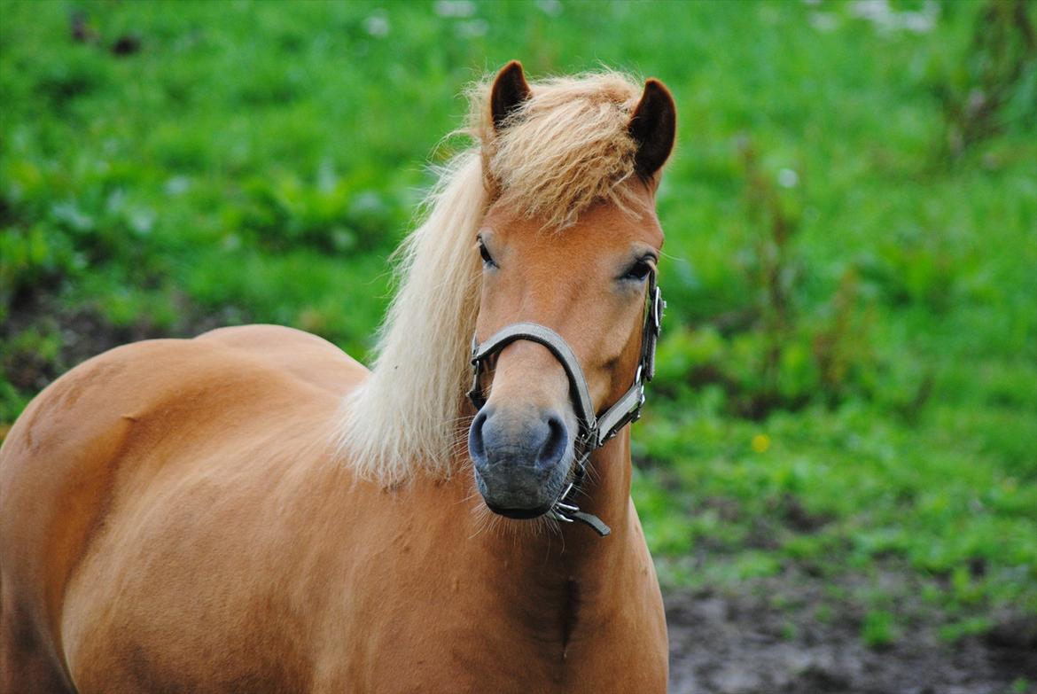 Islænder Gletta fra Stenbjerg.  - Gletta på sommerfold Foto: Maiken Nielsen.
 billede 17