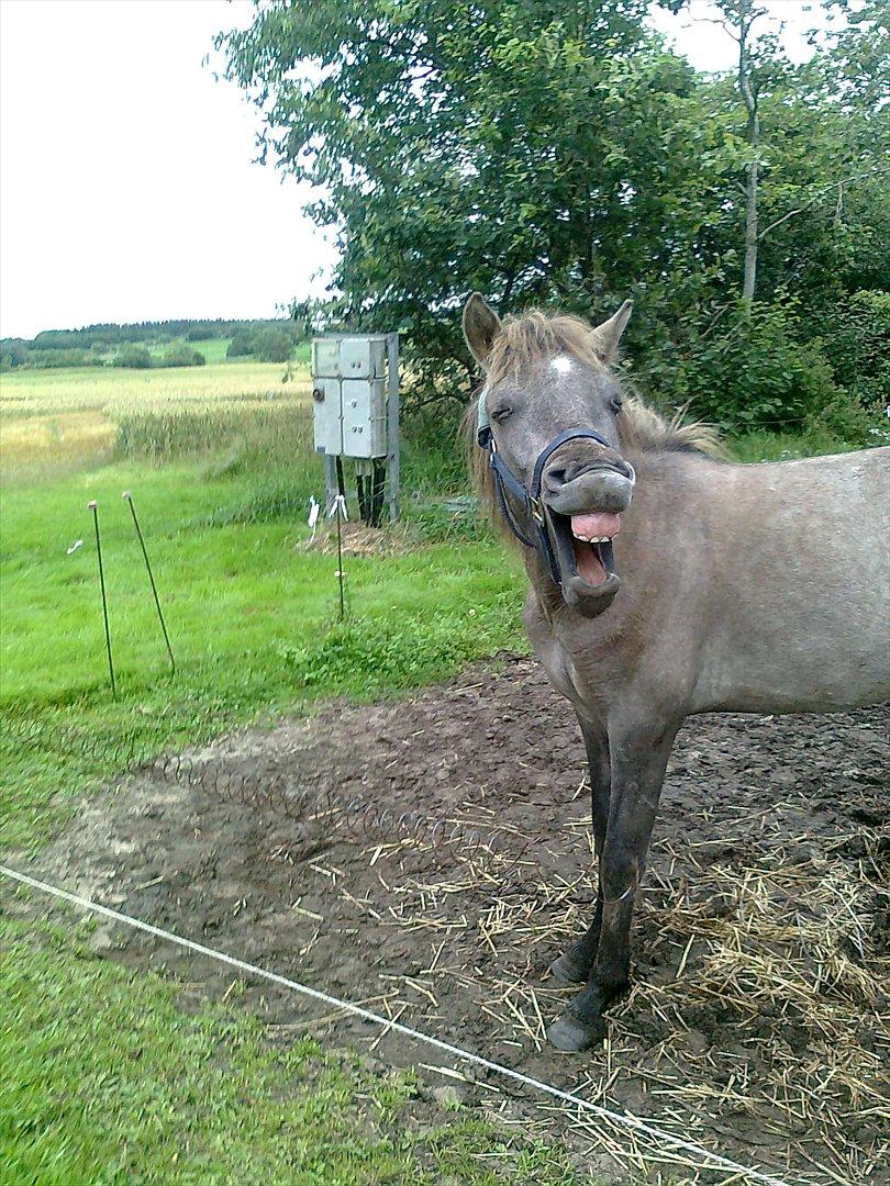 Islænder Svenni fra Holst hestar - Svenni en varm sommerdag billede 2