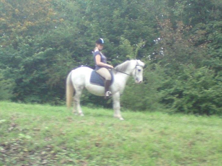 Hollandsk Sportspony Blue moon - Man skal da oss lige vise at man kan stå fint på den store bakke;P Foto: Charlotte 2010 billede 16
