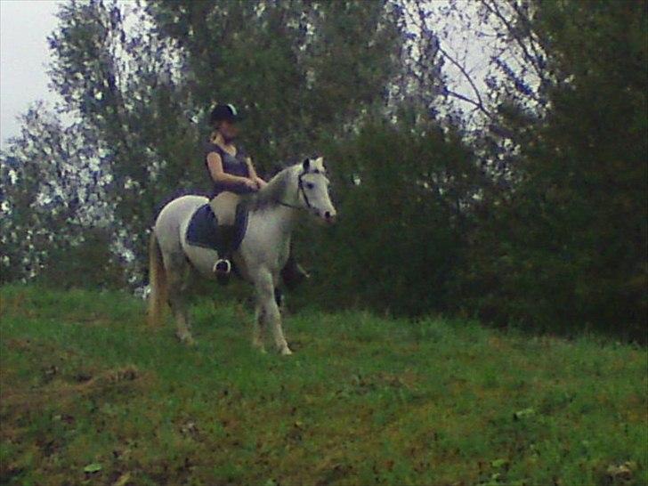 Hollandsk Sportspony Blue moon - Når er kommet op af bakken, skal man da oss ned igen:P haha:D Foto: Charlotte 2010 billede 17